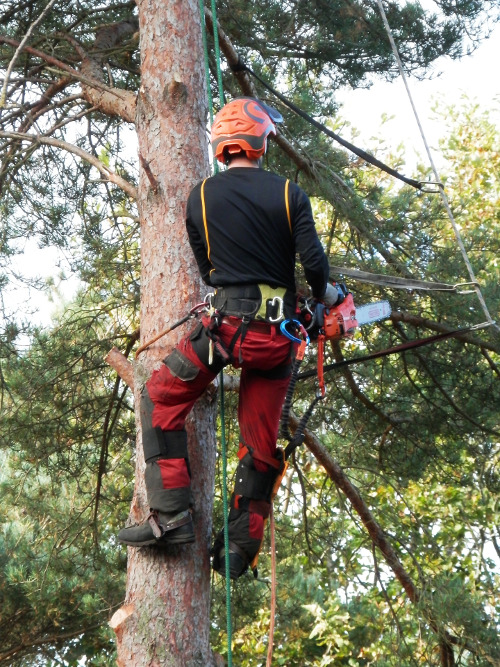 commercial tree contractors rothwell